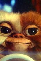 Ein Mogwai vor seiner Verwandlung in einen Gremlin