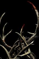 Antlers: Finaler Trailer zum Horrorfilm