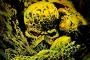 Swamp Thing: James Mangold inszeniert den DC Studios-Film